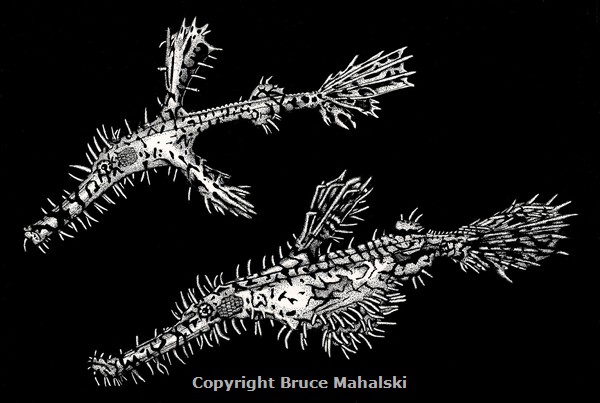 024 - Spiny sea dragons